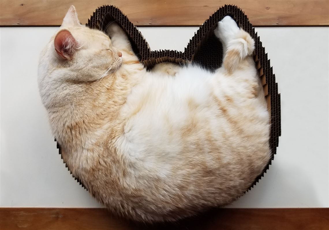 Cat Scratcher Bed image 2