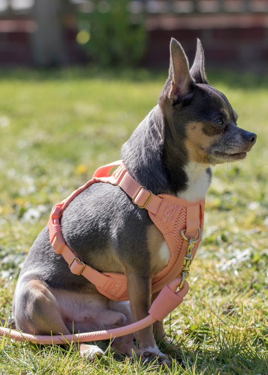 AWOO Huggie Harness image 0