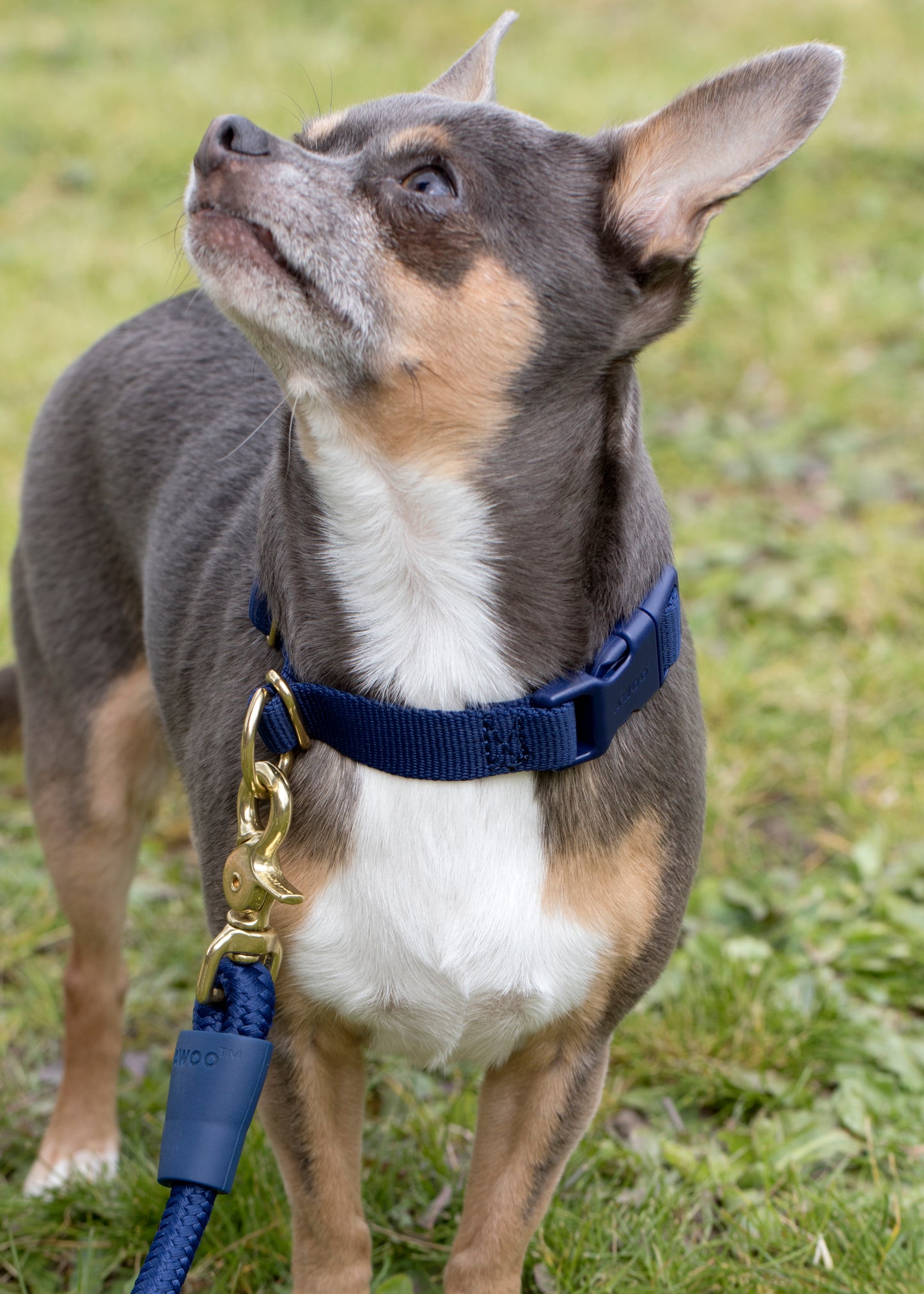 AWOO Pack Collar image 1